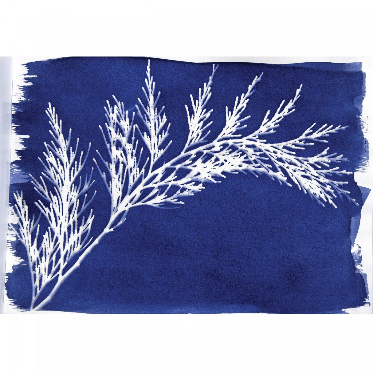 Jacquard Ferric Ammonium Citrate for Sunprints, 226 g